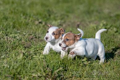 Jack russell cuccioli