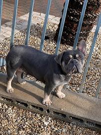 Bulldog Francese Femmina Blu Tan ADOZIONE
