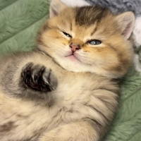 Cuccioli di british shorthair