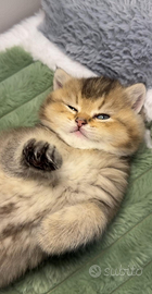 Cuccioli di british shorthair