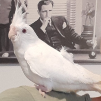 Calopsita albino di 7 mesi