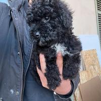 Ultimi maschietti barboncino nano /toy