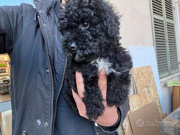 Ultimi maschietti barboncino nano /toy