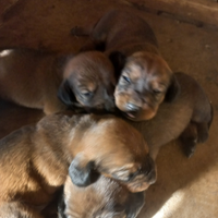 Alpendische Dachsbracke