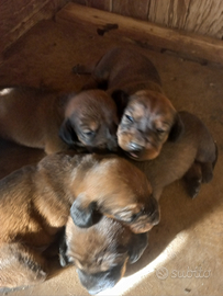 Alpendische Dachsbracke