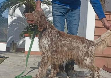 Setter