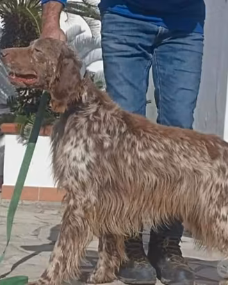Setter