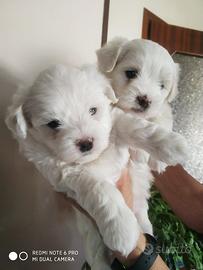 Cuccioli maltese