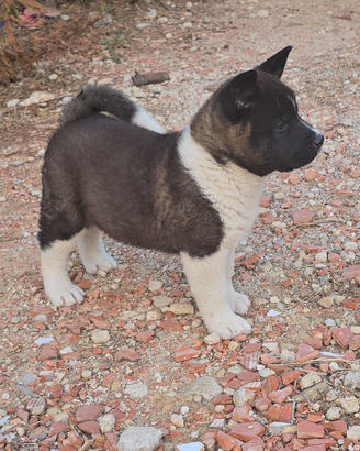 Akita