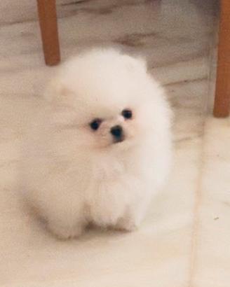Cuccioli Spitz di Pomerania bianchi