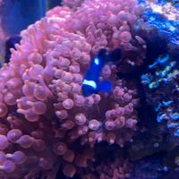 Acquario marino anemone