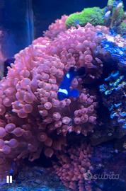 Acquario marino anemone
