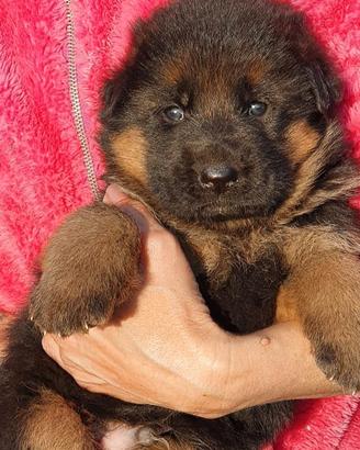 Cuccioli Pastore Tedesco Allevamento ENCI