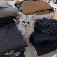 Gatto persiano