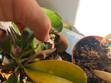 Piante carnivore