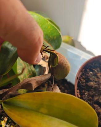 Piante carnivore