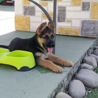 Cuccioli di pastore tedesco