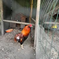 Gallo pura razza Araucana color frumento