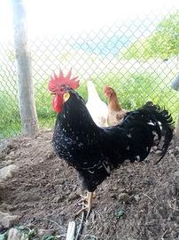 Gallo Ancona