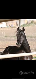 Cavalla araba nera bel bedigree