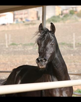 Cavalla araba nera bel bedigree
