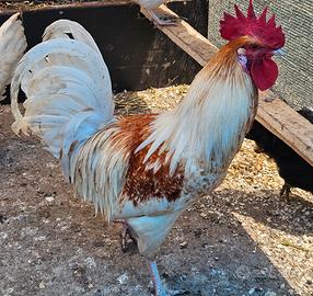 Gallo