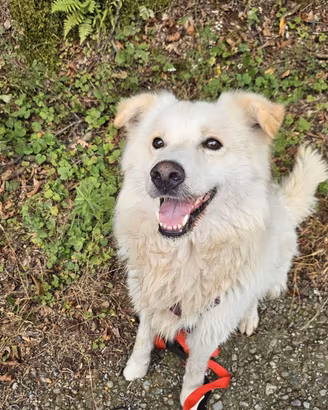  5anni,2a catena,3di box.SOS CASA GIARDINO. NOVARA