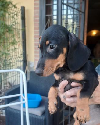 Cucciolo bassotto standard