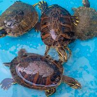 tartaruga d'acqua 