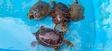 tartaruga d'acqua 