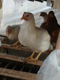 Galline