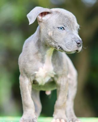 Pit Bull con pedigree, paghi anche a RATE