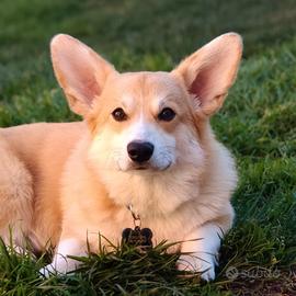 Welsh corgi pembroke disponibile per monte
