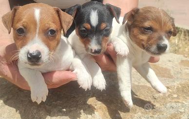 Cuccioli di jack russell
