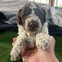 Cuccioli di lagotto romagnolo con pedigree roi