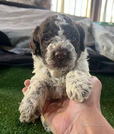 CUCCIOLA DI LAGOTTO ROMAGNOLO (con pedigree roi)