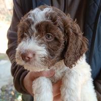 Cucciolo di Lagotto romagnolo con pedigree