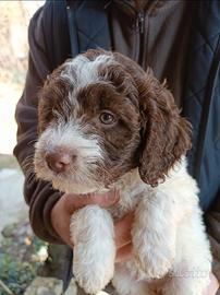 Cucciolo di Lagotto romagnolo con pedigree