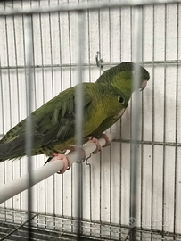 Parrocchetto Barrato