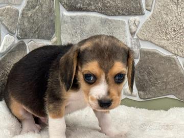 Beagle
