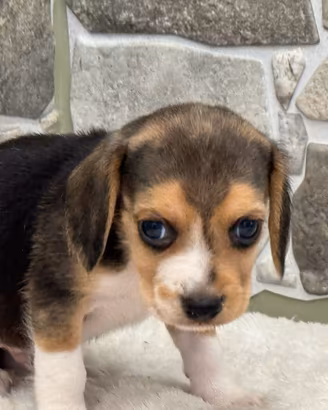 Beagle