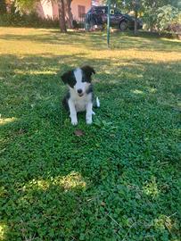 Border collie
