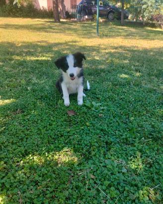 Border collie