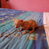 Cuccioli di Canadian sphynx