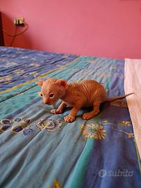 Cuccioli di Canadian sphynx