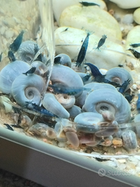 Lumache planorbarius e neocaridine blu dream