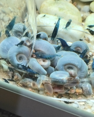 Lumache planorbarius e neocaridine blu dream