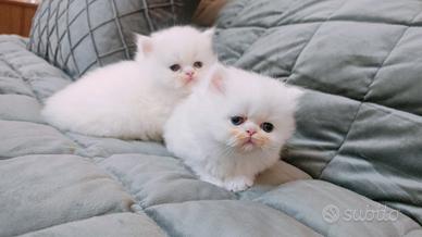 Gatto persiana ipertipico
