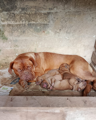 Dogue de bordeaux