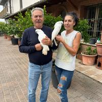 Baby Pappagallo Cacatua Alba
